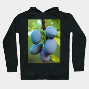 Ripe blue plums in an orchard Hoodie